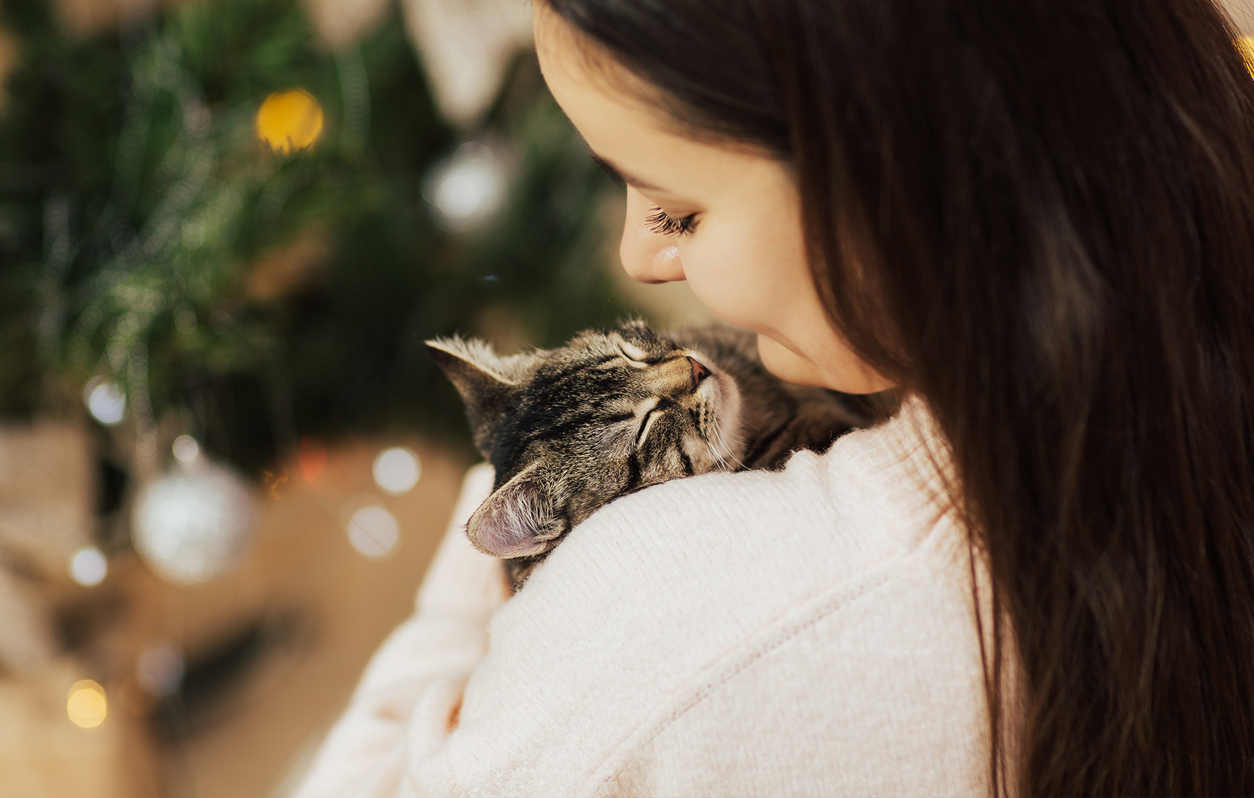 Vidunderlig klodset frø Pas på din kat i julen - CatXpert